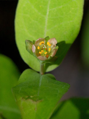 Fraser's Marsh St. Johnswort