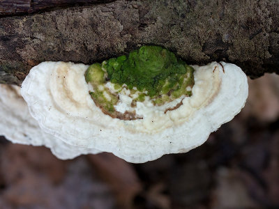 Lumpy Bracket Fungus