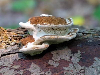 Common Mazegill Fungus