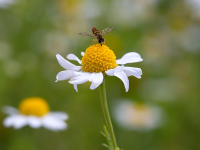 Wild Chamomile