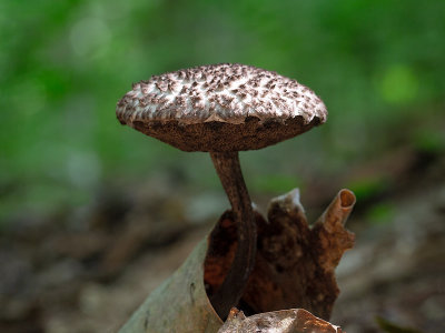 Old Man of the Woods Mushroom