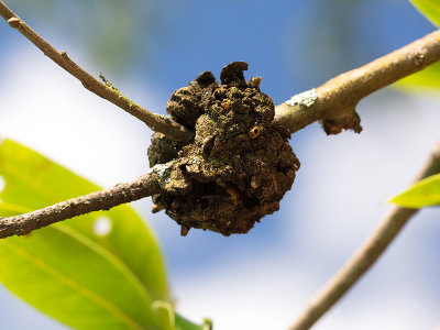 Horned Oak Gall on Shingle Oak from Gall-wasp (Callirhytis cornigera)