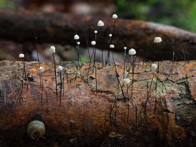 Collared Parachute Mushrooms