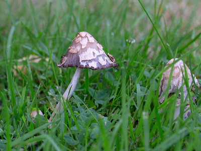 Scaly Ink Cap Mushrooms