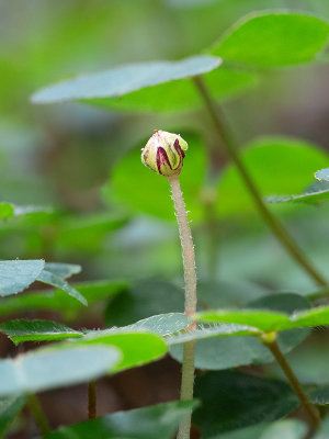 Common Wood Sorrel Fruit