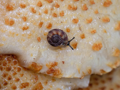 Snail on Scaly Pholiota Mushroom