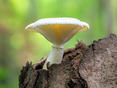 Veiled Oyster Mushroom