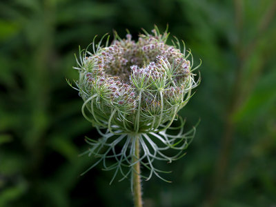 Queen Anne's Lace