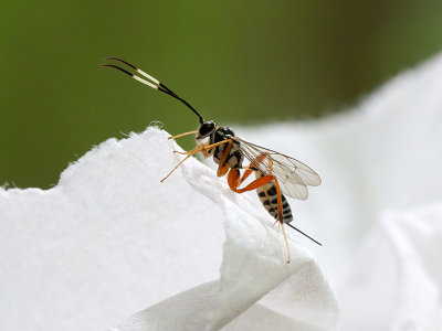 Ichneumon Wasp