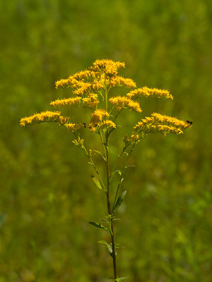 Early Goldenrod