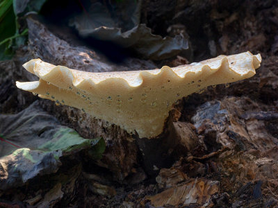 Dryad's Saddle Fungus