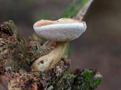 Bitter Bolete Mushroom