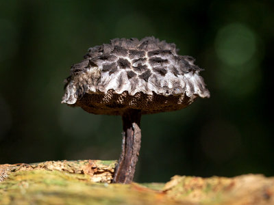 Old Man of the Woods Mushroom