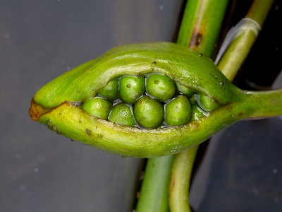 Arrow Arum Fruit