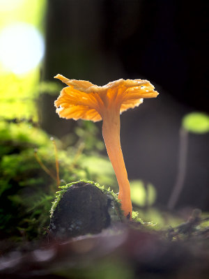 Flame Chanterelle Mushroom