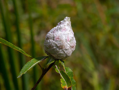 Pine Cone Willow Gall
