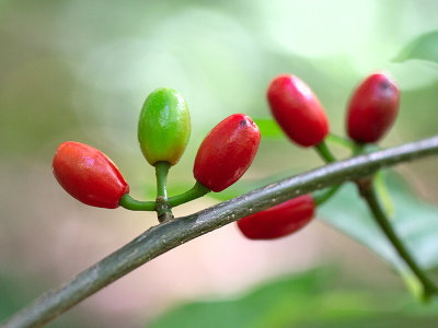 Spicebush Fruit