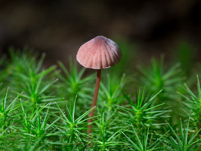 Bleeding Mycena Mushroom