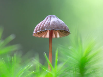 Bleeding Mycena Mushroom