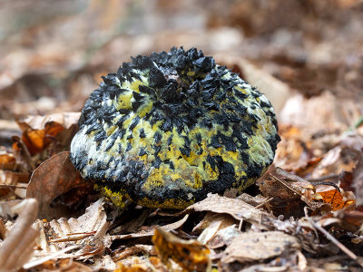Old Man of the Woods Mushroom Parasitized by The Bolete Eater