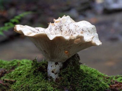 Giant Funnel Mushroom