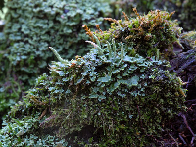 Common Powderhorn Lichen