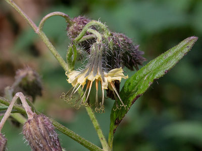 Nodding Rattlesnakeroot