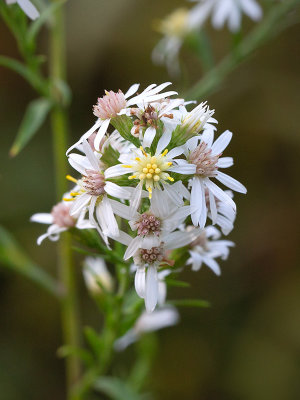 Arrow-leaved Aster