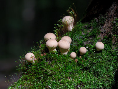 Common Puffball Mushroom