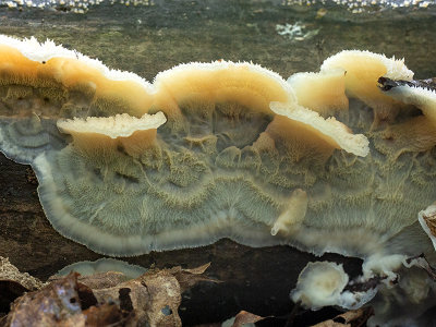 Trembling Merulius Fungus