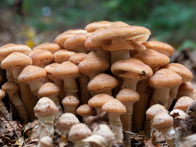 Honey Mushrooms