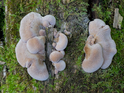 Bear Lentinus Mushrooms