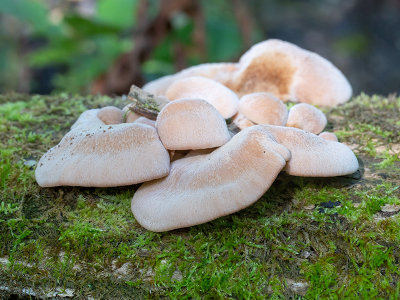 Bear Lentinus Mushrooms