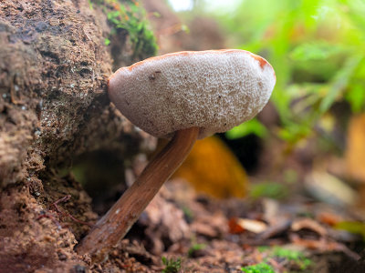 Graceful Bolete Mushroom
