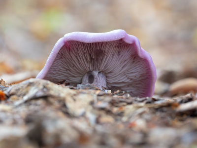 Blewit Mushroom