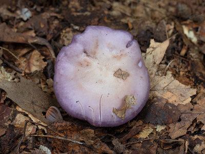 Blewit Mushroom