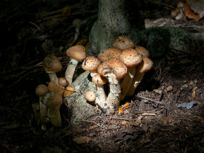 Honey Mushrooms