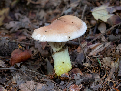 Slimy Spike Mushroom