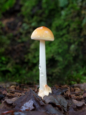 Tawny Grisette Mushroom