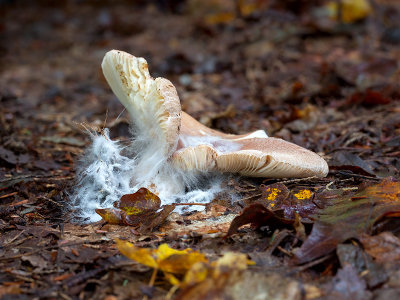 Mold Growing on Unidentified Mushroom