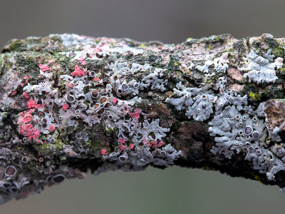 A Lichen and a Lichenicolous Fungus