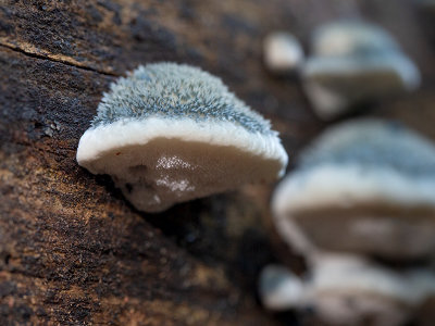 Blue Cheese Polypore Mushrooms