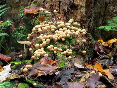 Pear-shaped Puffball Mushrooms and Beech Rooter Mushroom