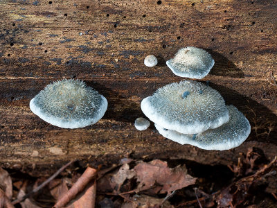 Blue Cheese Polypore Mushrooms