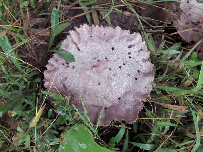 Purple-Spored Puffball Mushroom