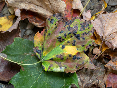 Tar Spot Fungus