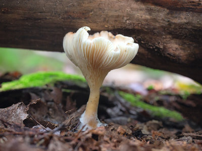 Common Funnel Mushroom