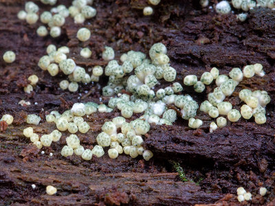 Yellow Cushion Hypocrea Fungus
