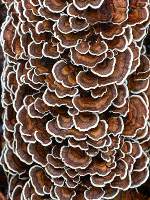 Turkey Tail Mushroom