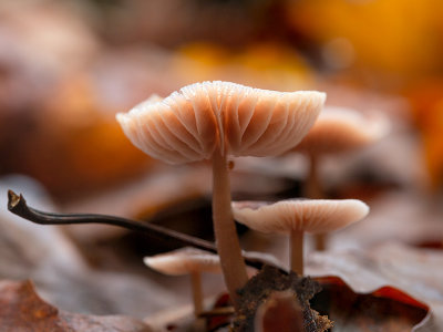 Bleeding Bonnet Mushrooms